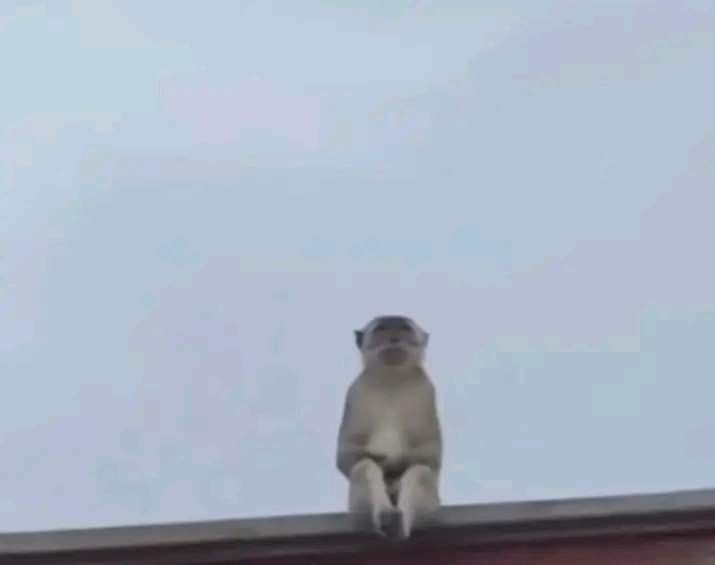 Khỉ meme trong bình luận