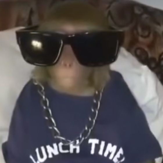 Meme khỉ ngơ ngác troll bạn bè