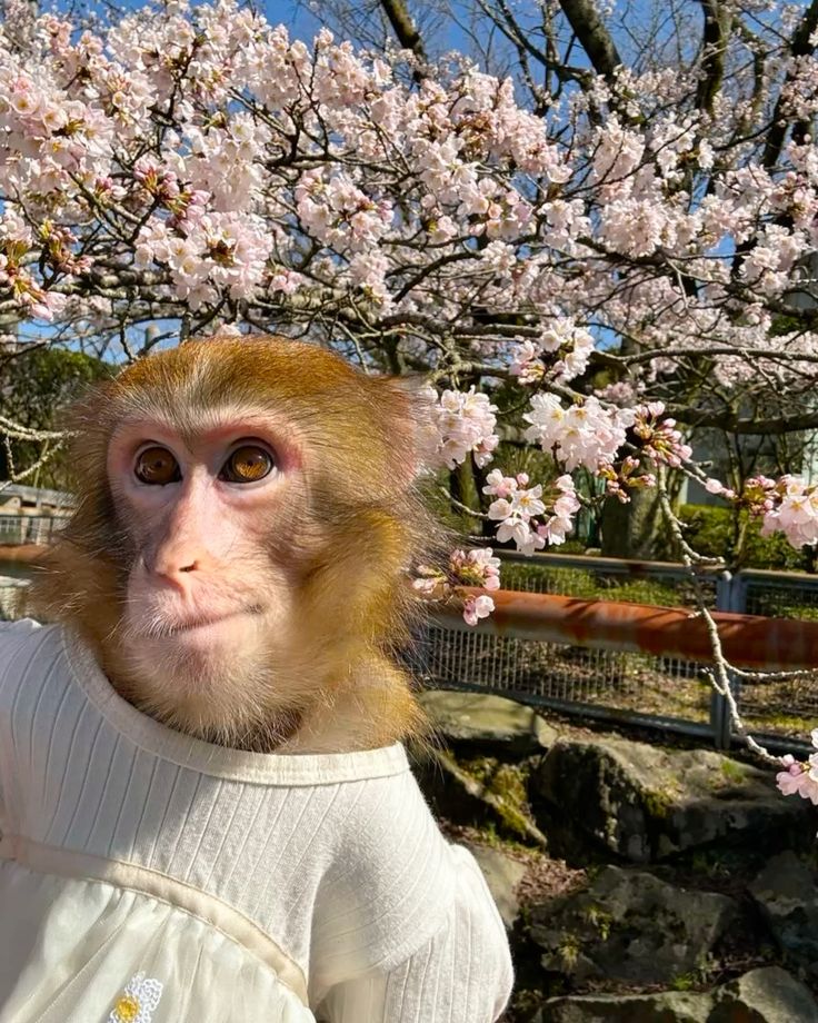 Meme khỉ hài hước ngơ ngác