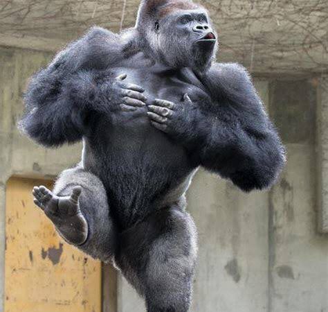 Meme khỉ đột hài hước ngầu