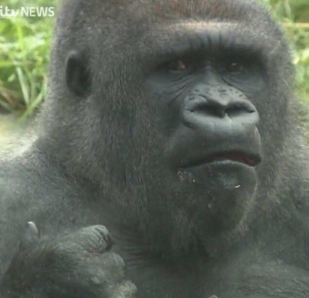 Gorilla meme mạnh mẽ hài hước