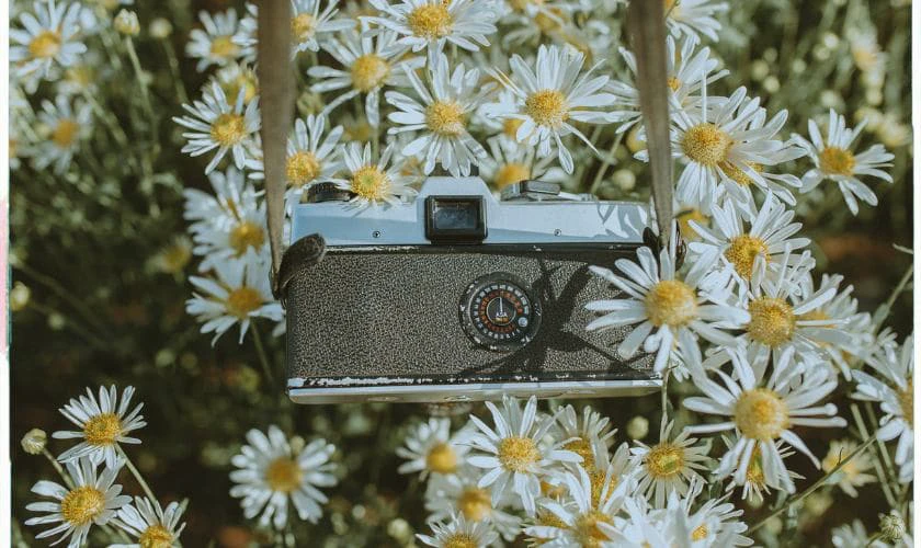 Hình nền chill hoa đẹp