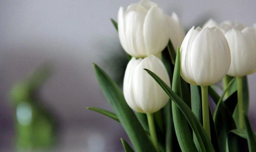 Hình nền chill hoa đẹp cho máy tính