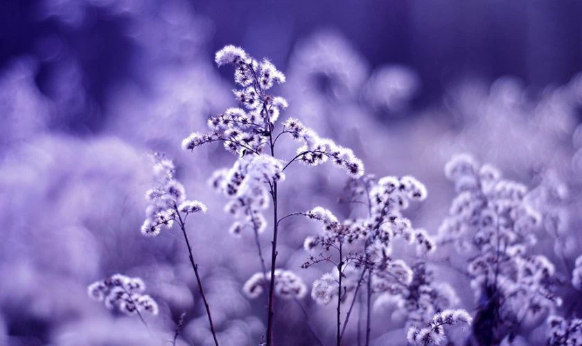 Cài ảnh nền chill hoa đẹp cho máy tính