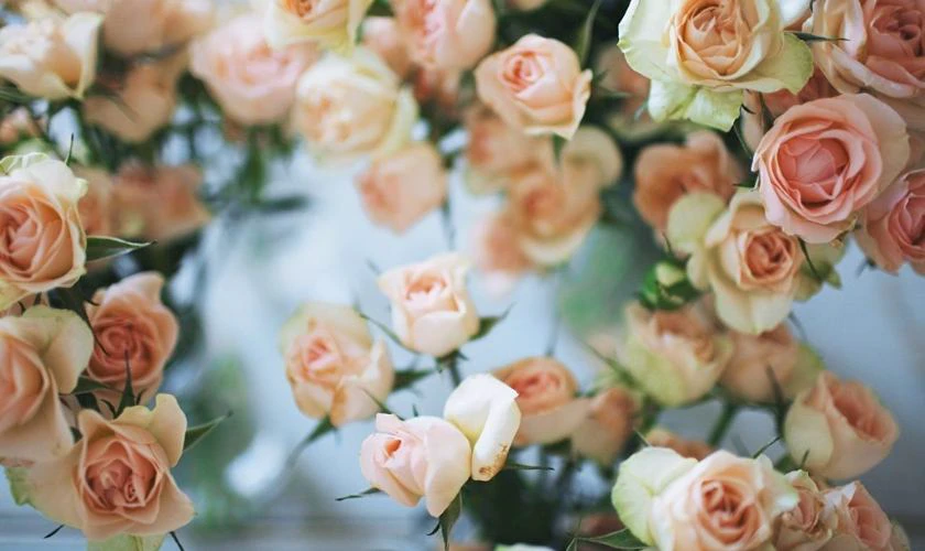 Cài wallpaper chill hoa đẹp cho máy tính