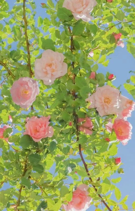 Hình nền chill hoa cho điện thoại