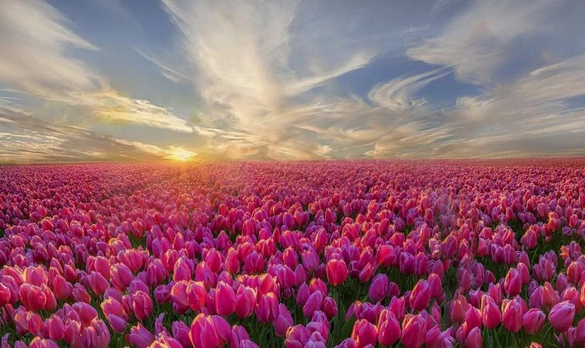 Wallpaper chill hoa đẹp cho máy tính