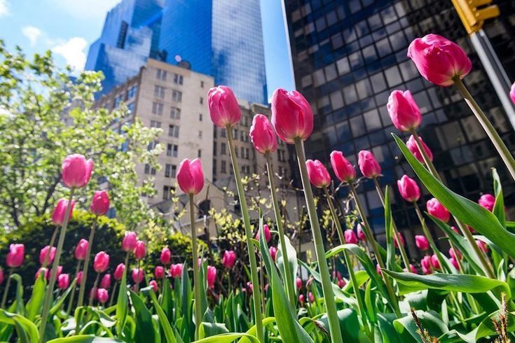 hình nền hoa tulip cho pc 3