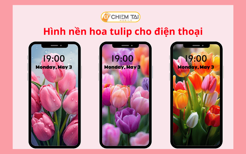 799+ Hình nền hoa tulip full hd 4K chill cute đẹp nhất miễn phí
