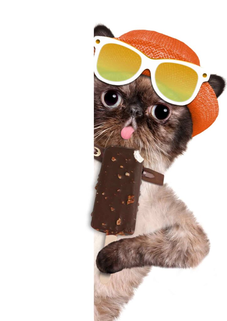 hình con mèo 2k4 ăn kem