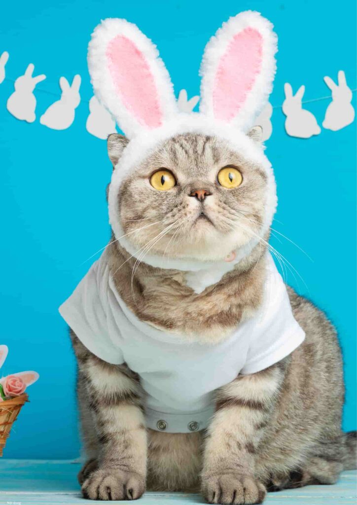 hình ảnh con mèo cute