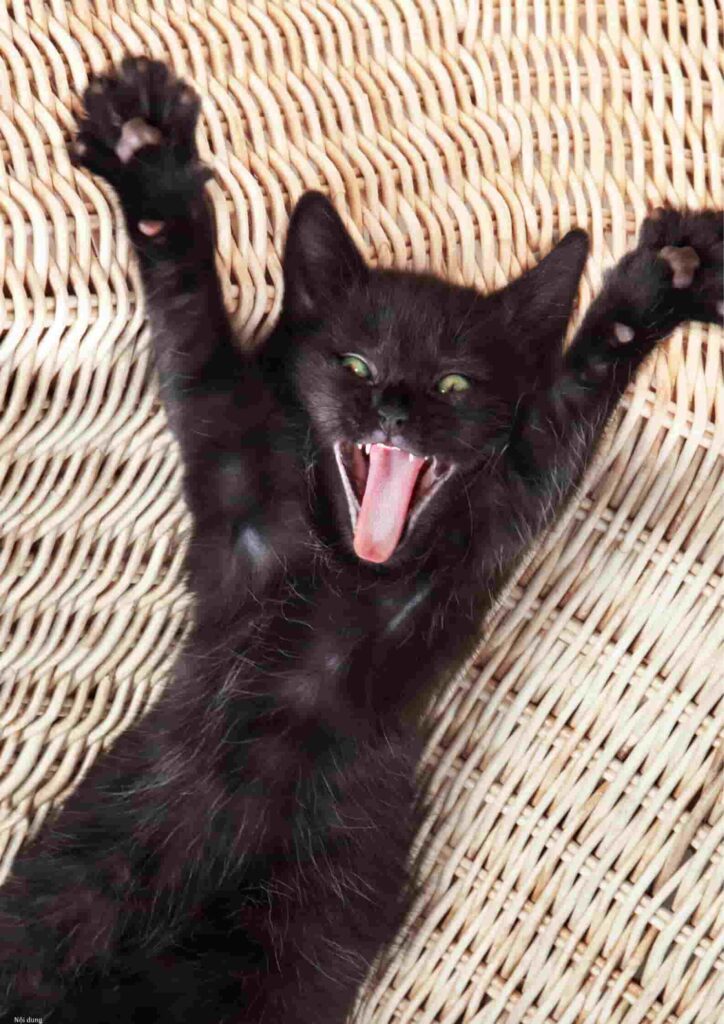 hình con mèo hài hước