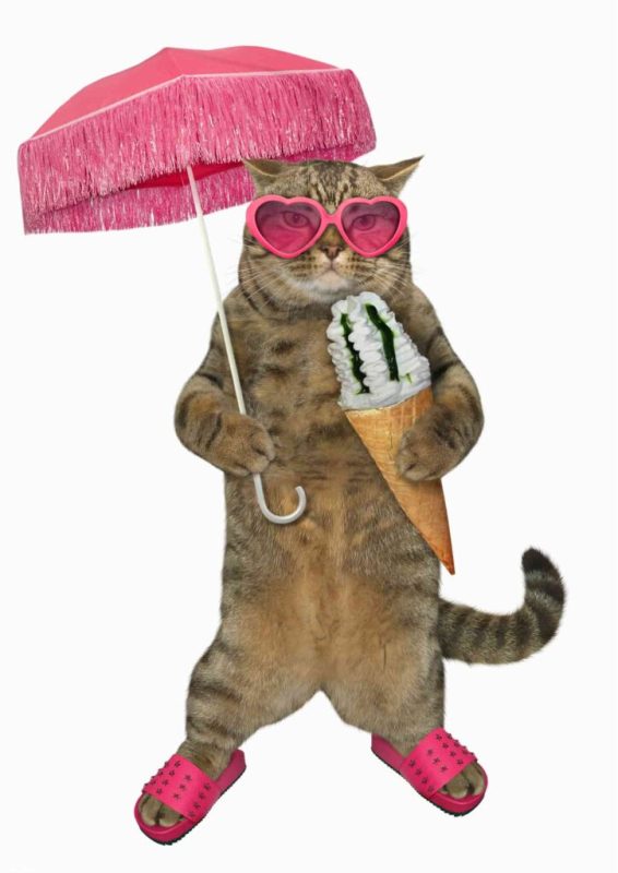 Mèo ăn kem, top 101+ hình ảnh con mèo