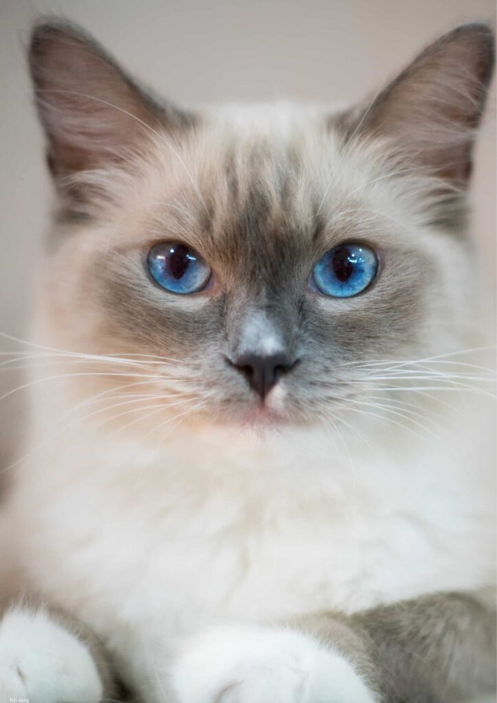 mèo anh lông ngắn