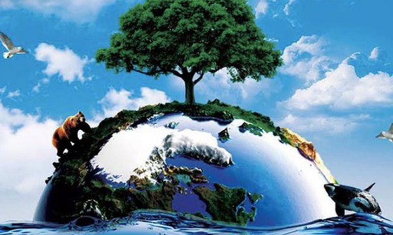 Thực vật có tầm quan trọng rất lớn trên trái đất