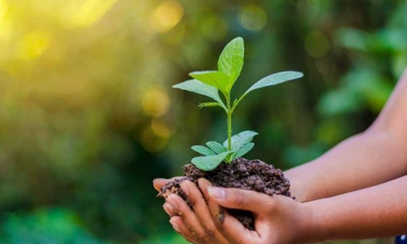 Vai trò của thực vật đối với con người trong đời sống hàng ngày 