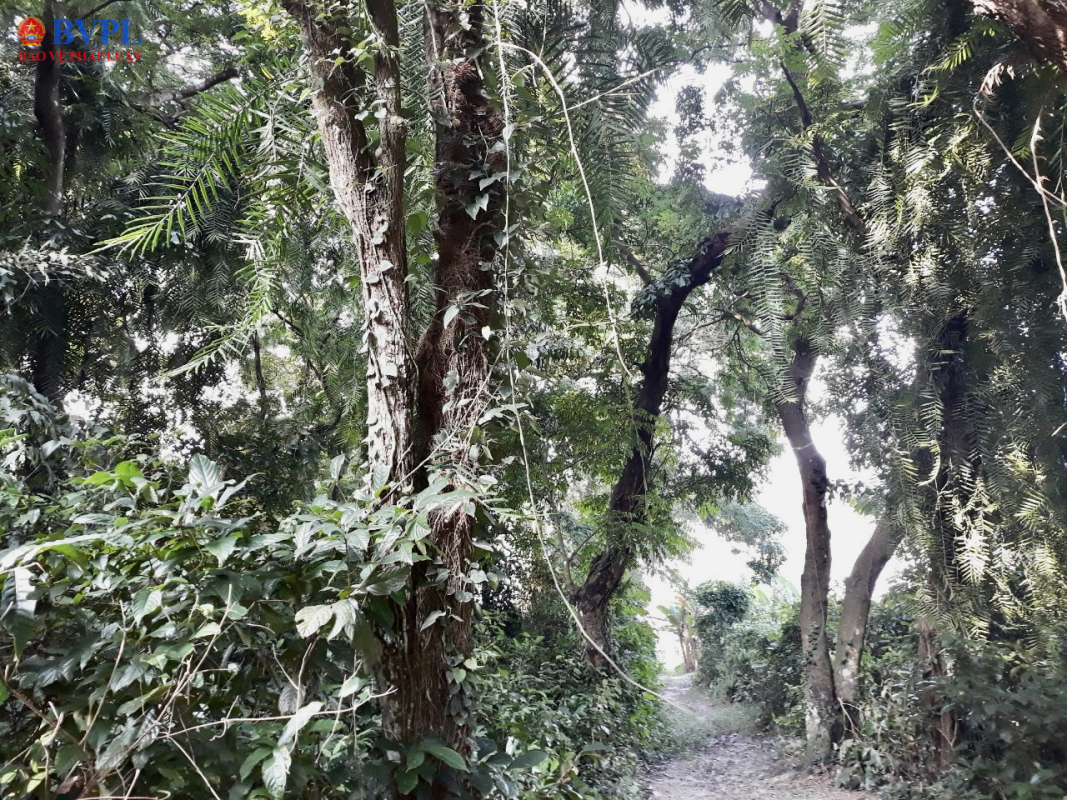 Khu rừng sến lớn nhất Đông Nam Á nằm ở đâu?