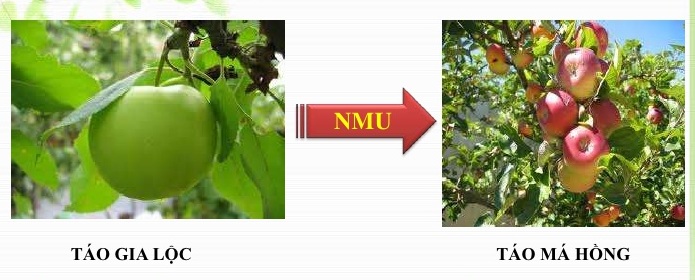 Sinh 12: Tạo giống bằng phương pháp gây đột biến và công nghệ tế bào