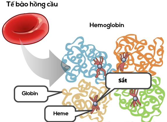 Hemoglobin (Huyết sắc tố)