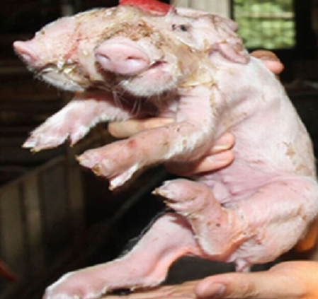 Những biến dị di truyền trên heo - Chăn nuôi Việt Nam