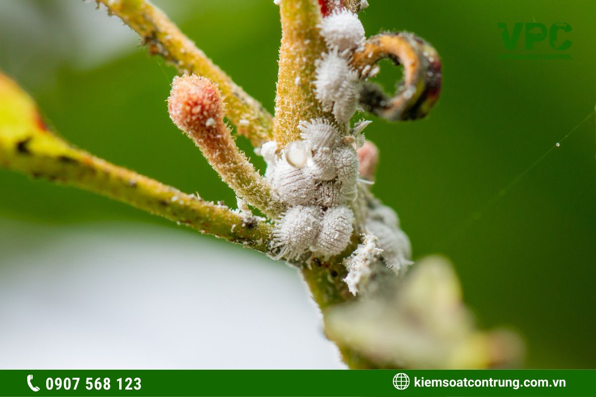 côn trùng có hại cho cây trồng rệp sáp