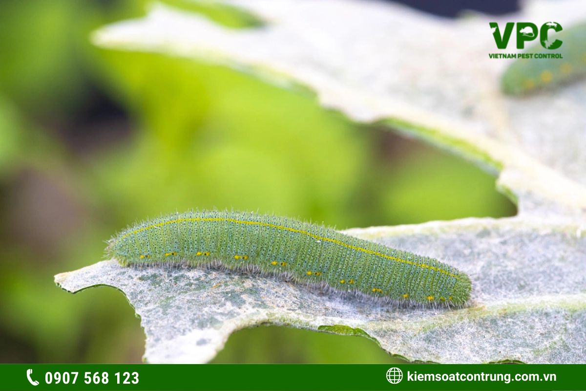 Sâu bắp cải
