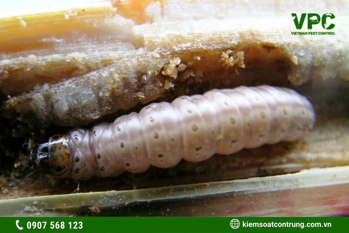 Sâu đục thân bắp ngô