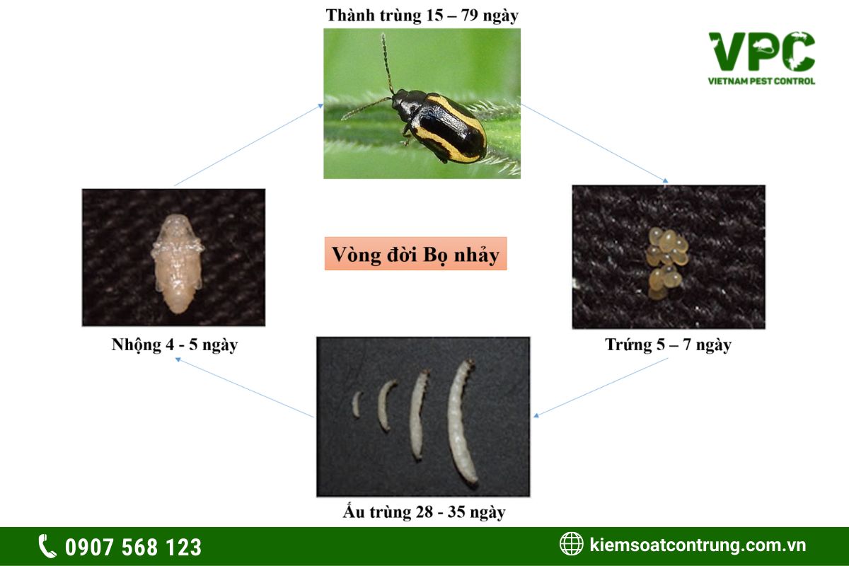 bọ nhảy hại rau