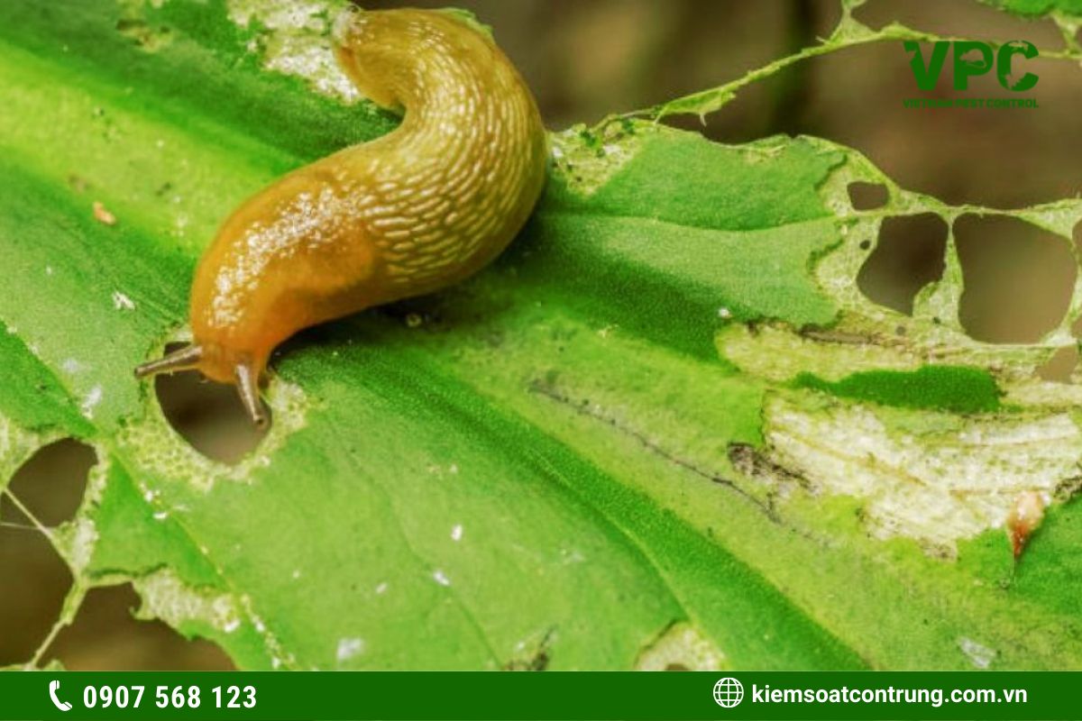 côn trùng có hại cho cây trồng ốc sên