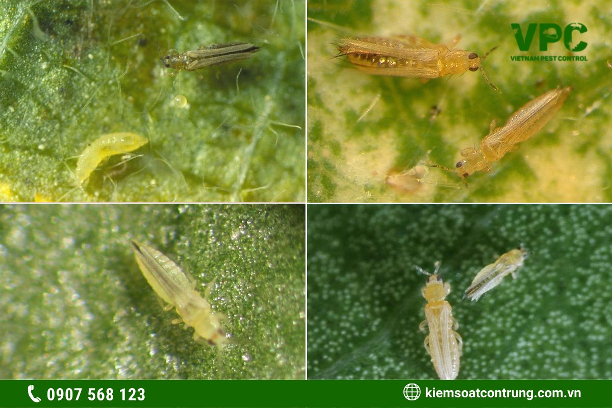 Bọ trĩ là một trong các loại côn trùng có hại cho cây trồng