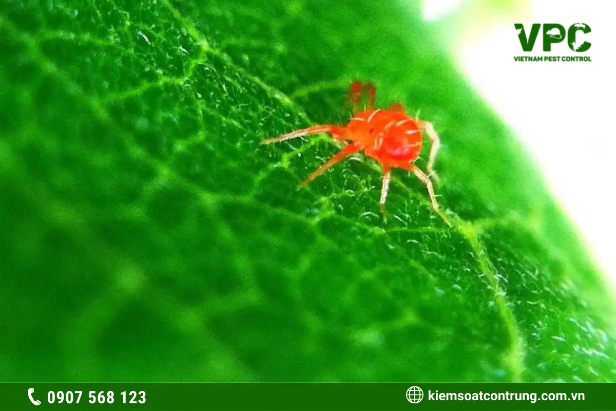 Nhện đỏ là loài côn trùng hại rau màu