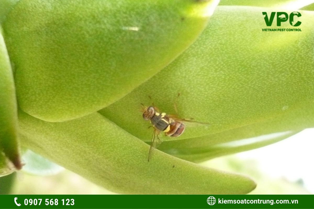 các côn trùng có hại cho cây trồng ruồi vàng