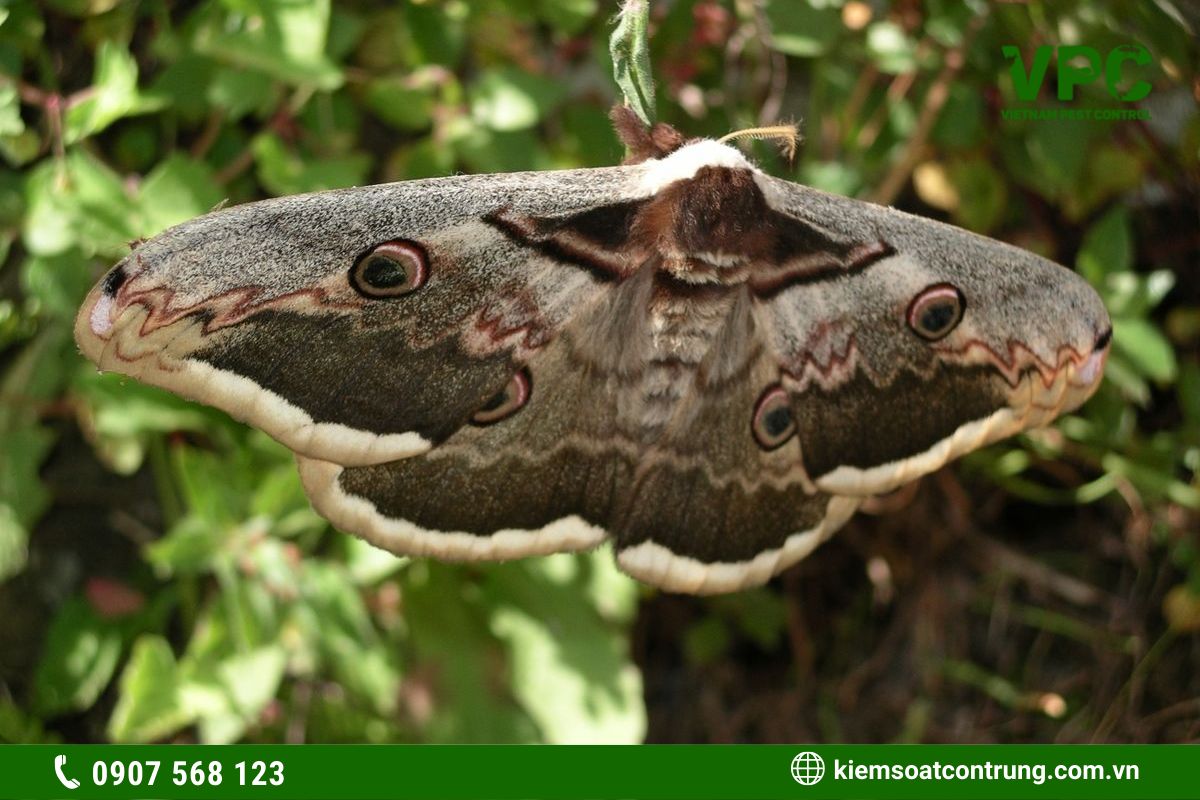 côn trùng có hại cho cây trồng bướm đêm