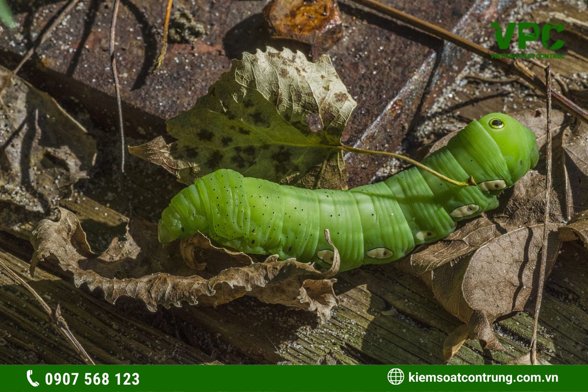 côn trùng có hại cho cây trồng sâu ăn lá