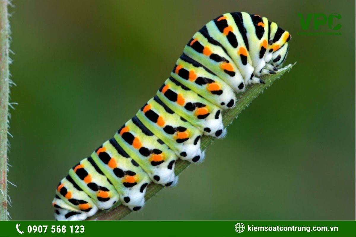Tổng hợp 20 loại côn trùng có hại cho cây trồng tại Việt Nam