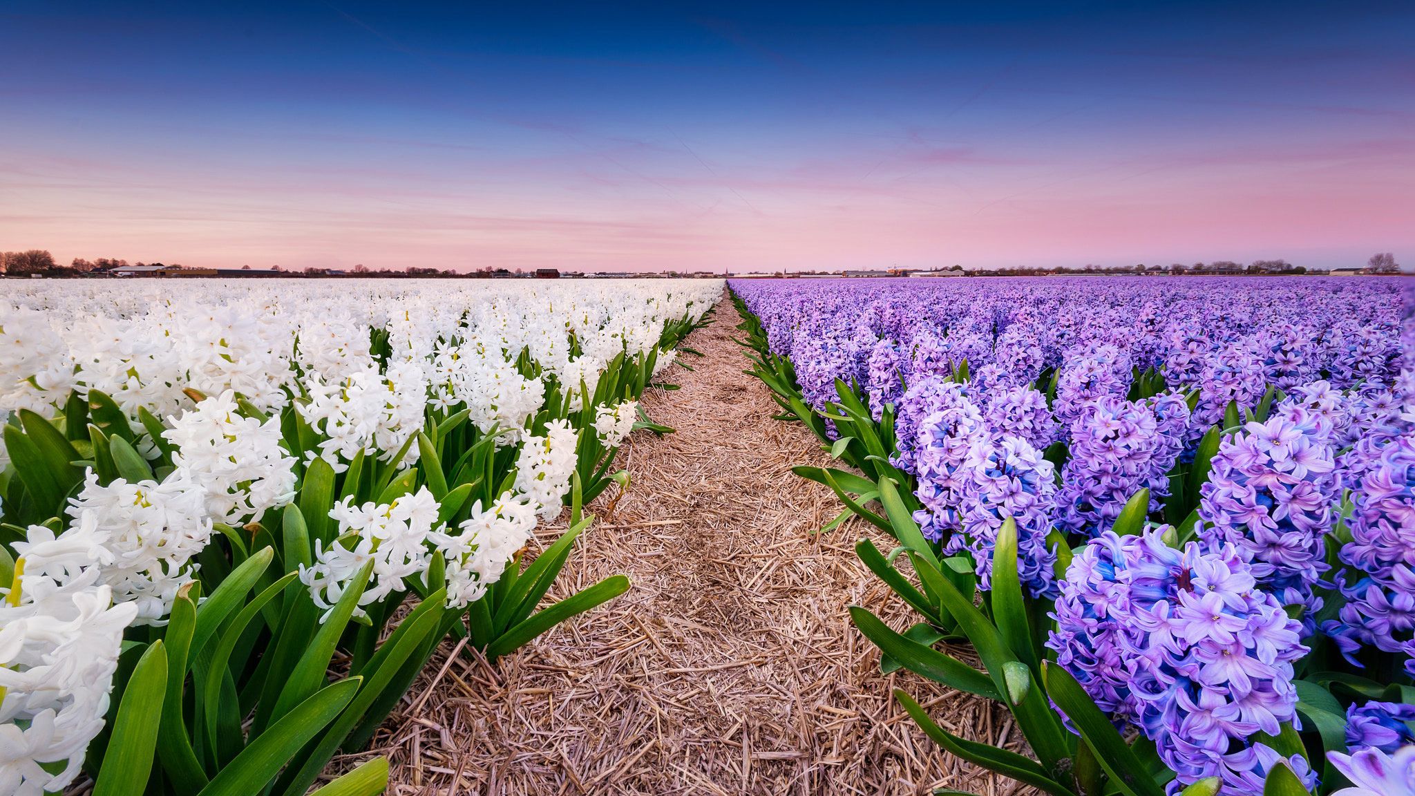 Hoa Dạ Lan Hương Cô Đơn