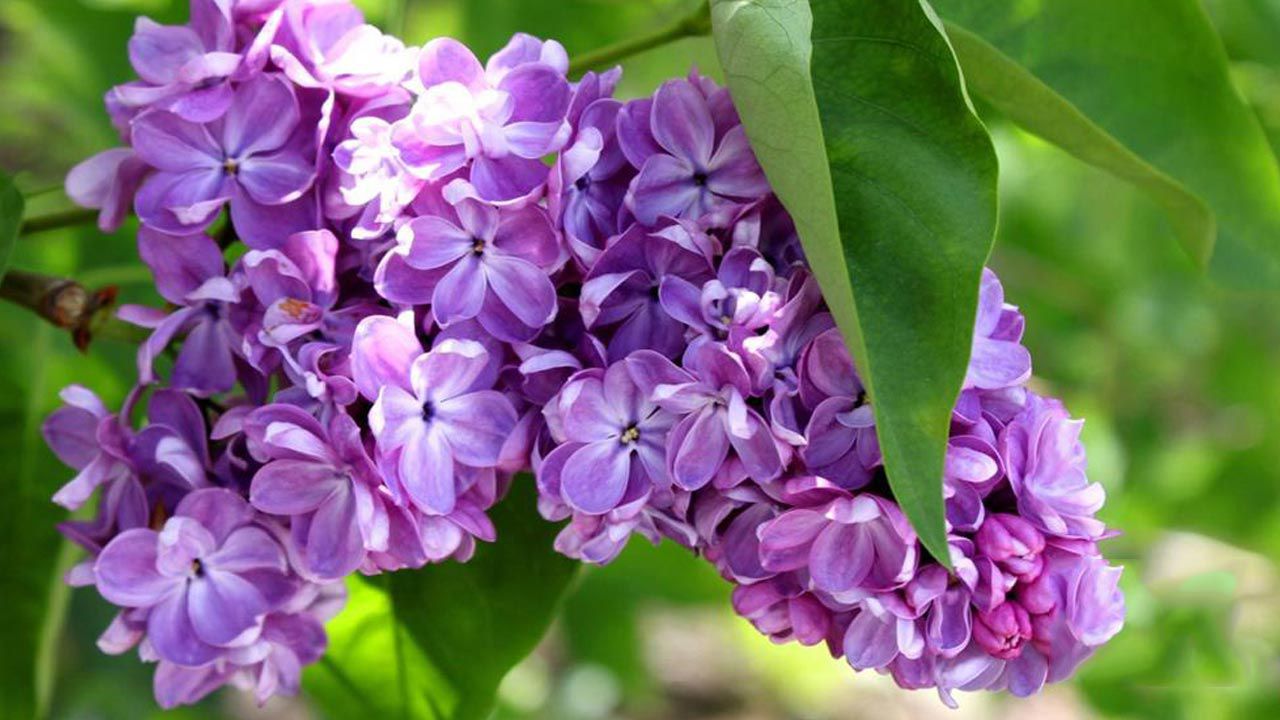 Hoa Tử Đinh Hương Cô Đơn