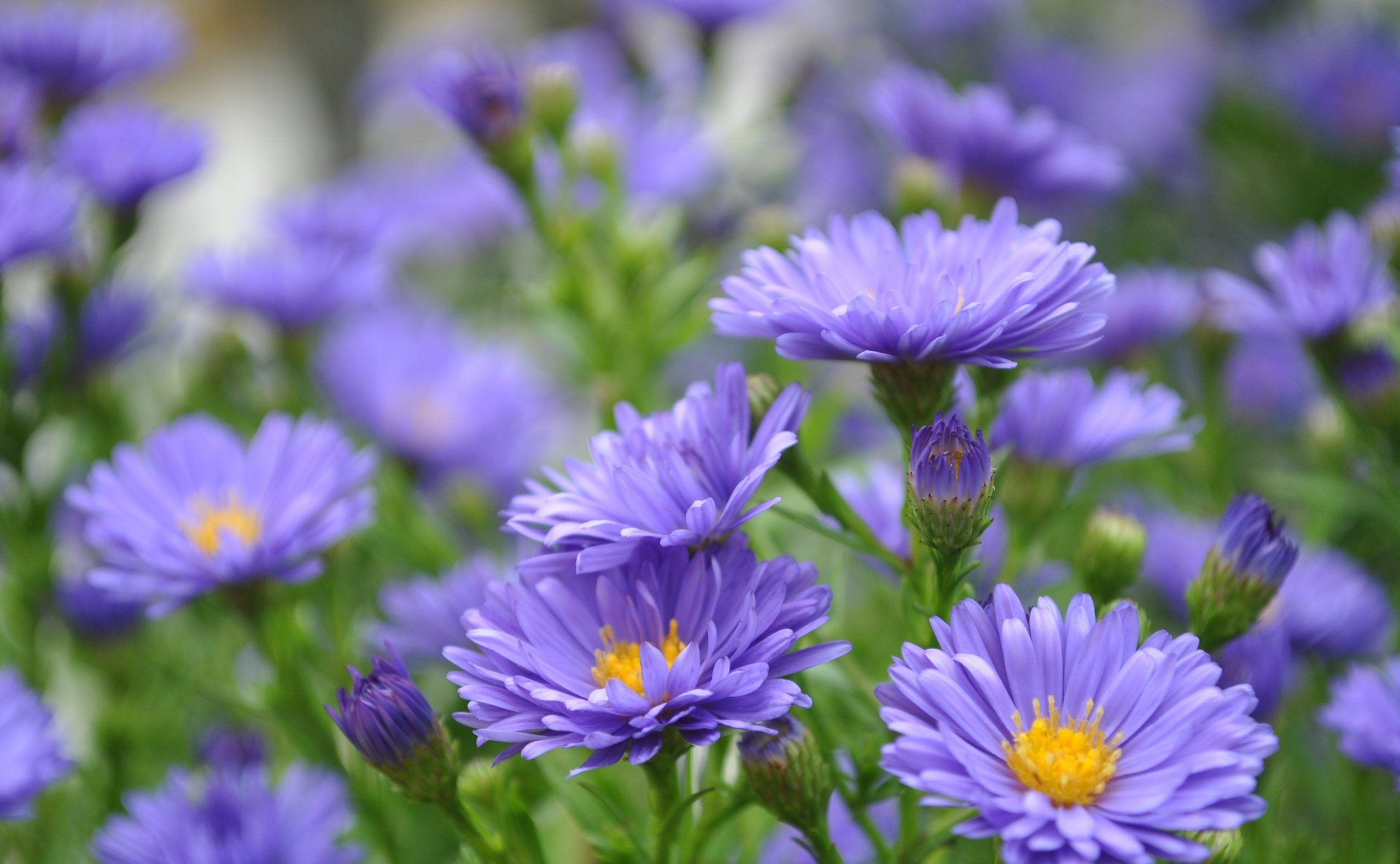 Hoa thạch thảo cô đơn