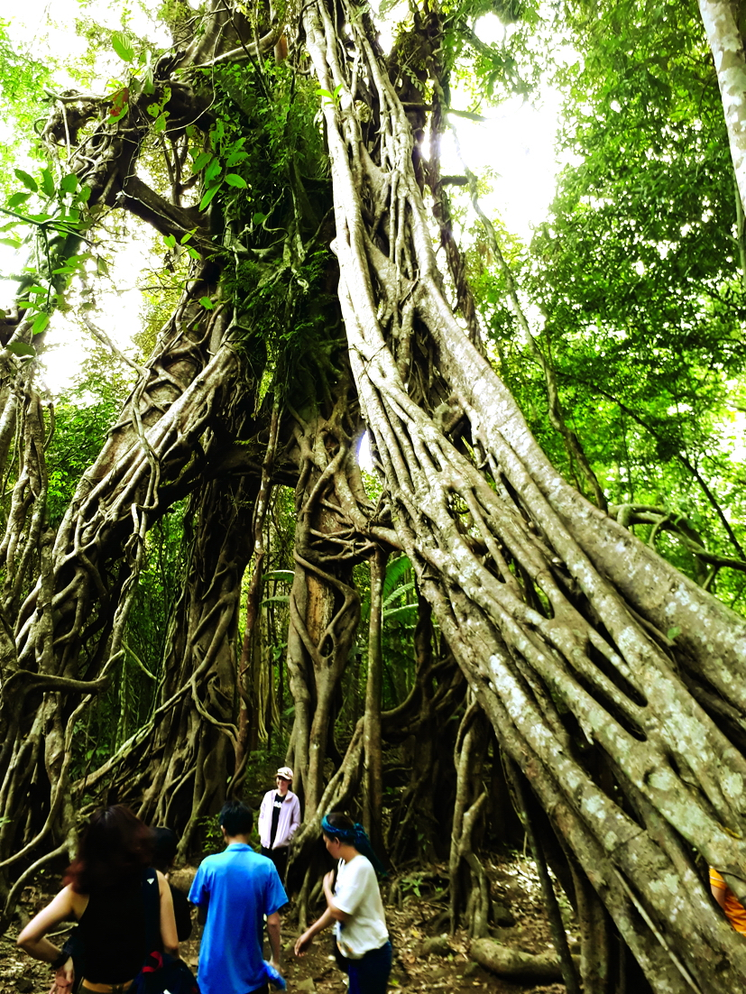 Cây si 400 tuổi giữa đại ngàn Cát Tiên