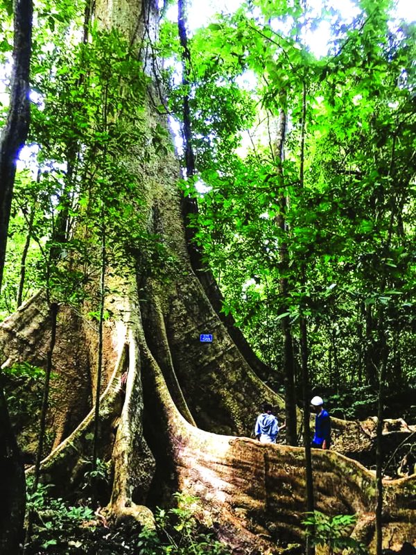 Rời phố vào rừng tìm… “ma cây”