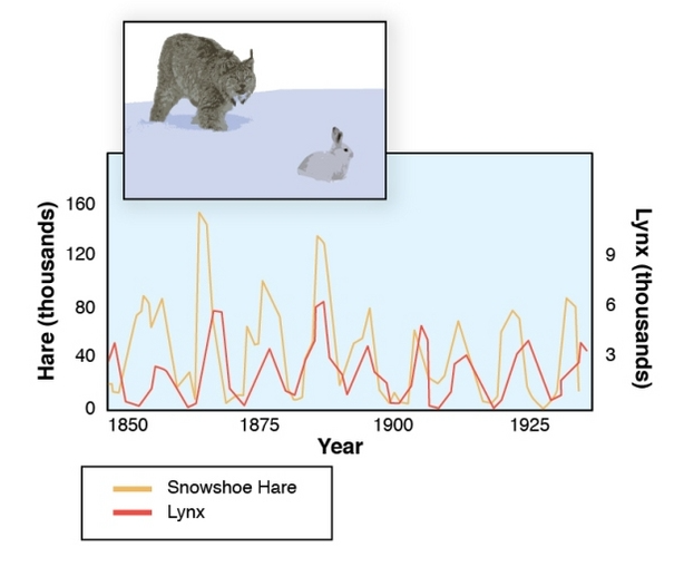 Biến động số lượng cá thể của quần thể sinh vật - Sinh học 12