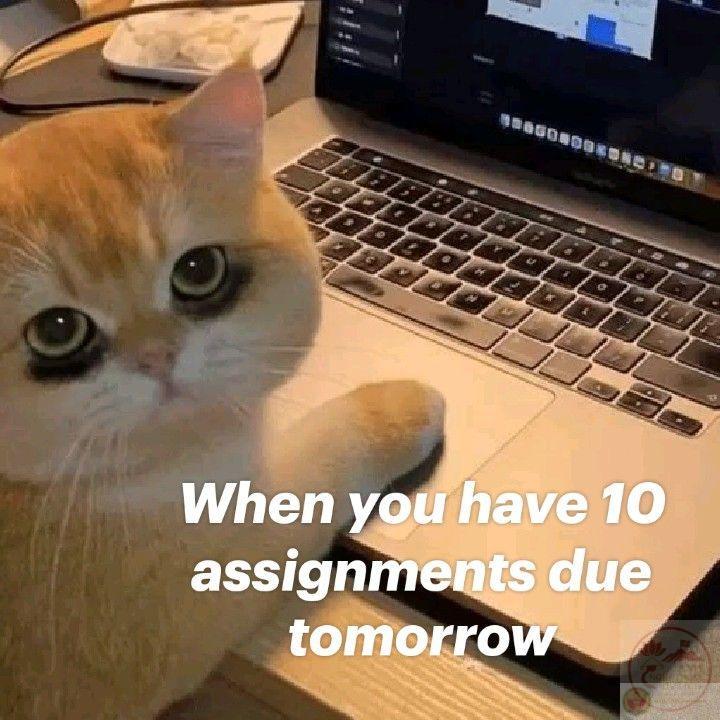 Dí deadline meme khiến người xem thấy đồng cảm dù đang bận rộn