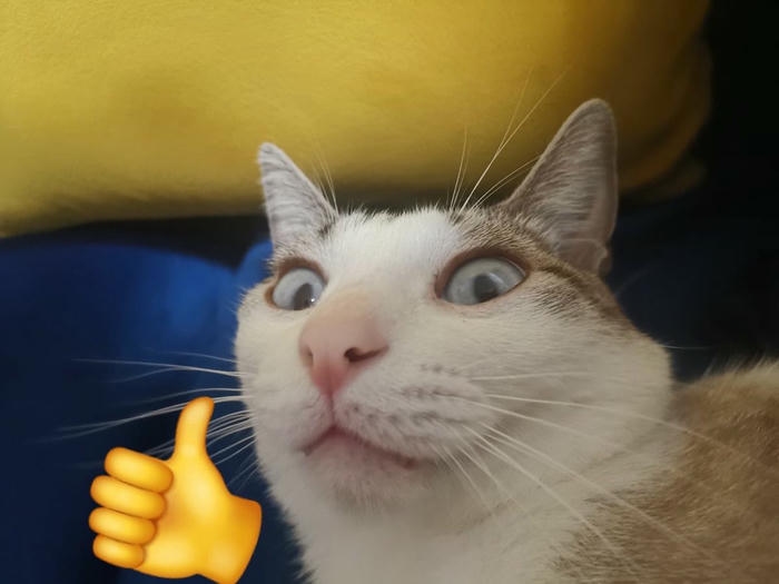 Like meme mèo trắng xám giơ ngón cái biểu cảm hài hước