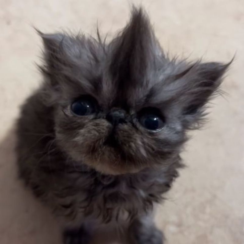 Kêu như sắp chết nhưng thực ra đòi snack