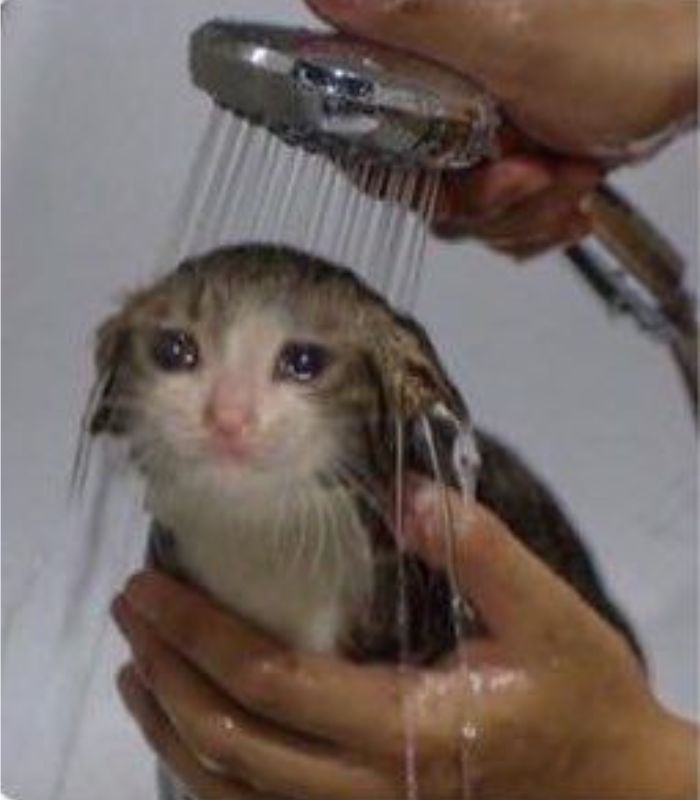 Ảnh meme mèo buồn bã