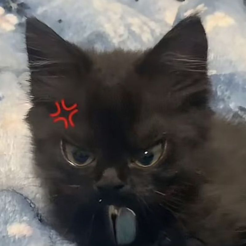 Chảnh vừa đủ để người ta không bỏ được