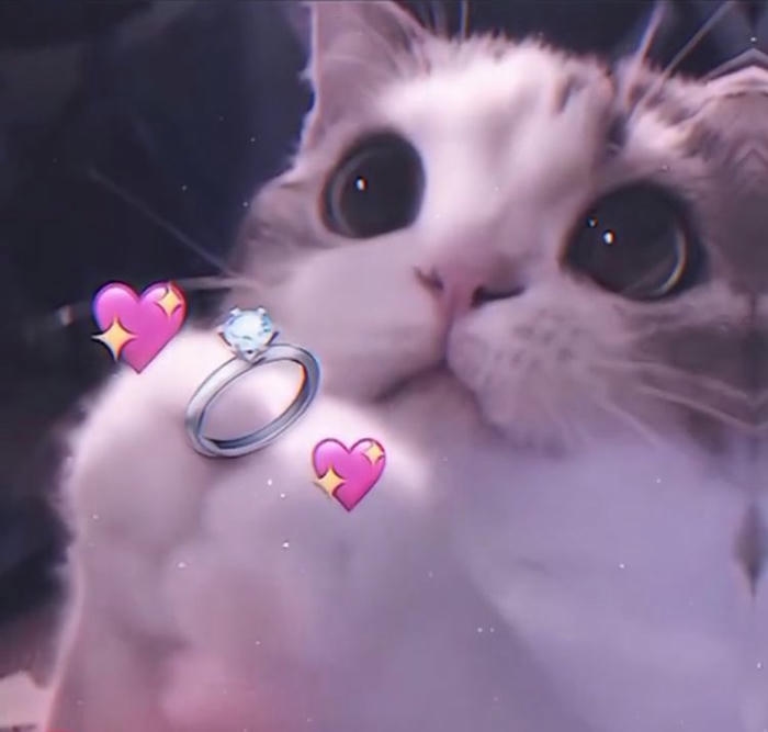 Ảnh meme mèo cute khoảnh khắc vui nhộn dễ thương