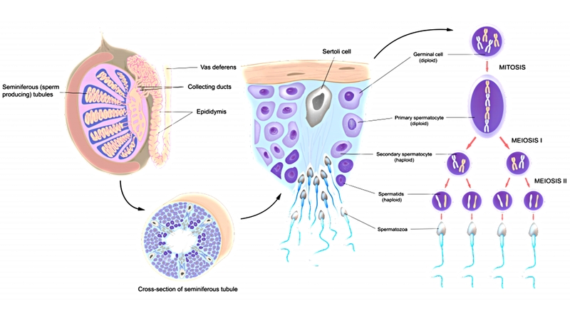 Yếu tố ảnh hưởng đến quá trình hình thành tinh trùng - 2