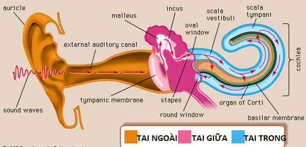 Đường dẫn truyền của âm thanh ở tai - Nguồn: Britannica