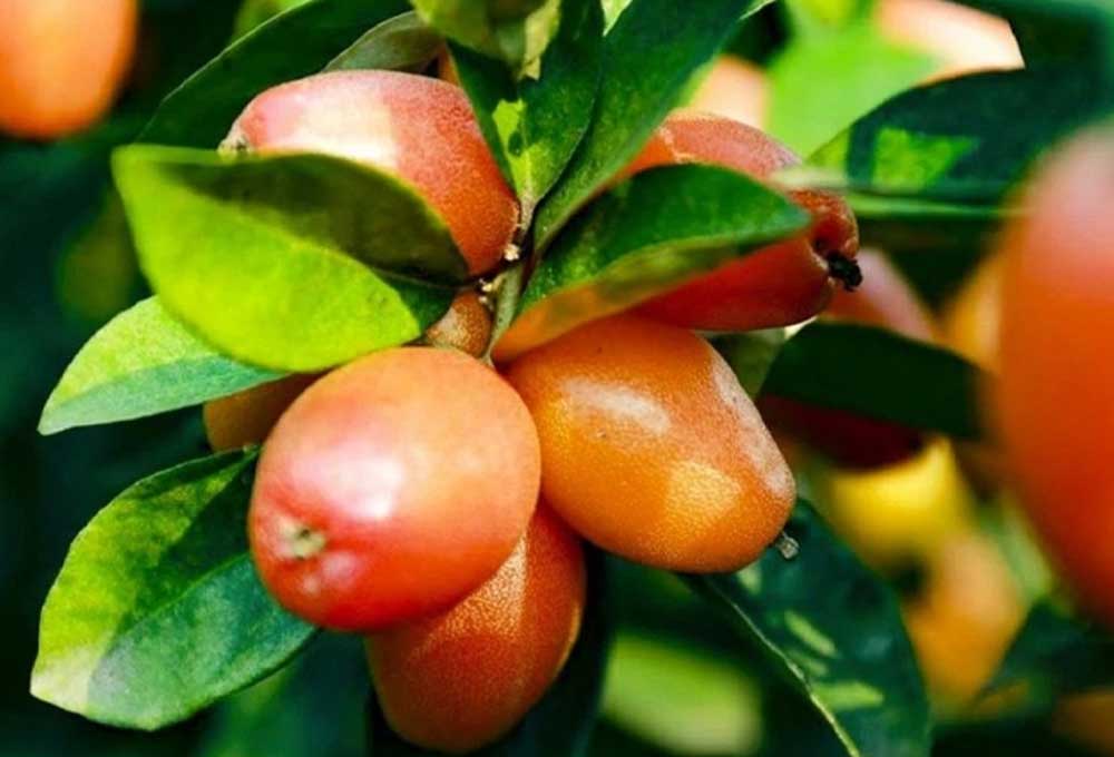 “Nhót” là gì? Giải mã từ lóng GenZ đang hot